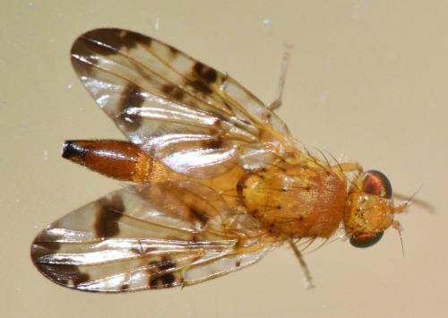 Xyphosia miliaria